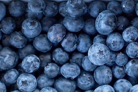 Blueberries the Superfood that can boost you brainpower