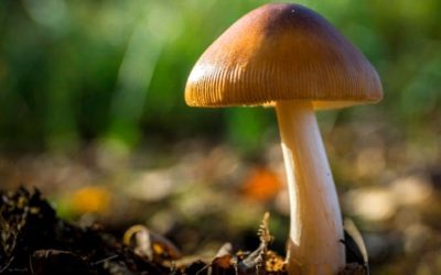 Medicinal mushrooms – latest breaking news in psychiatry