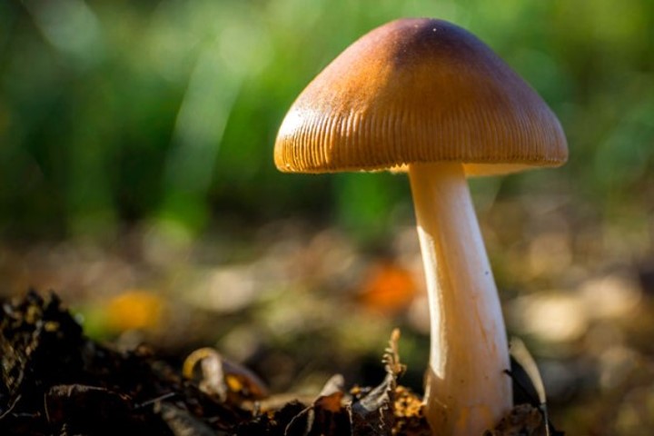 Medicinal mushrooms – latest breaking news in psychiatry