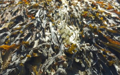 Seaweed based teas great for youthful looks